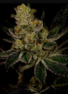 God's Gift | Autoflower | Cannabis Seeds