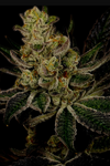 God's Gift | Autoflower | Cannabis Seeds