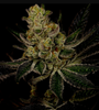 God's Gift | Autoflower | Cannabis Seeds