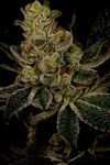 God's Gift | Feminized | Cannabis Seeds