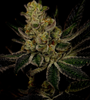 God's Gift | Feminized | Cannabis Seeds