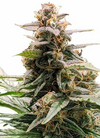 Godfather OG | Feminized | Cannabis Seeds