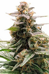 Godfather OG | Feminized | Cannabis Seeds