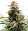 Godfather OG | Feminized | Cannabis Seeds