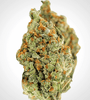 GG4 x Zkittlez | Feminized | Cannabis Seeds