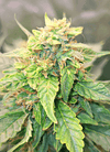 GG4 x Do-Si-Dos | Photoperiod | Cannabis Seeds