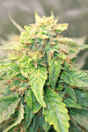 GG4 x Do-Si-Dos | Photoperiod | Cannabis Seeds