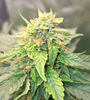 GG4 x Do-Si-Dos | Photoperiod | Cannabis Seeds