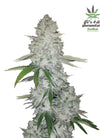 Primal Kings Pack | Premium Feminized Cannabis Seeds | Powerful Hybrid Mix