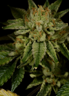 Autoflower Super 15 Seeds Mix Pack | Cannabis Seeds