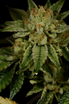 Autoflower Super 15 Seeds Mix Pack | Cannabis Seeds