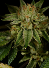 GG4 - Gorilla Glue | Autoflower | Cannabis Seeds