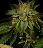 GG4 - Gorilla Glue | Autoflower | Cannabis Seeds