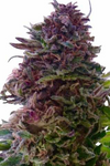 Purple Weed | 15 Cannabis Seeds Mix Pack