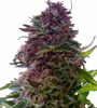 Purple Weed | 15 Cannabis Seeds Mix Pack