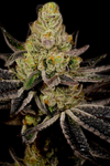 Granddaddy Purple |  Feminized | Cannabis Seeds