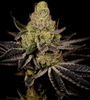 Granddaddy Purple |  Feminized | Cannabis Seeds