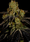 Grape Ape  | Feminized | Cannabis Seeds