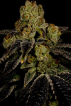 Grape Ape  | Feminized | Cannabis Seeds