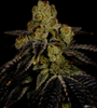 Grape Ape  | Feminized | Cannabis Seeds