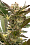 Grapefruit | Autoflower | Cannabis Seeds