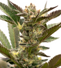 Grapefruit | Autoflower | Cannabis Seeds