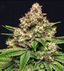 Grease Monkey  | Feminized | Cannabis Seeds