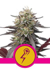 Crown of Greens Mix Pack | Feminized Cannabis Seeds | Premium Collection