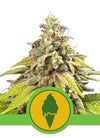 Crown of Greens Mix Pack | Feminized Cannabis Seeds | Premium Collection