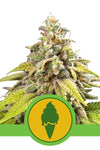 Crown of Greens Mix Pack | Feminized Cannabis Seeds | Premium Collection