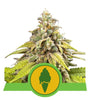 Crown of Greens Mix Pack | Feminized Cannabis Seeds | Premium Collection