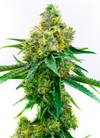 Harlequin | Feminized  | Cannabis Seeds