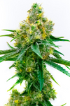 Harlequin | Feminized  | Cannabis Seeds