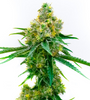 Harlequin | Feminized  | Cannabis Seeds