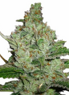 Kush | 15 Cannabis Seeds Mix Pack