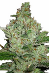 Kush | 15 Cannabis Seeds Mix Pack