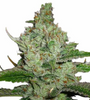 Kush | 15 Cannabis Seeds Mix Pack