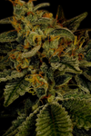 Hindu Kush | Feminized | Cannabis Seeds