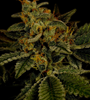 Hindu Kush | Feminized | Cannabis Seeds