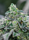 Ice Cream Cake | Feminized | Cannabis Seeds