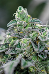 Ice Cream Cake | Feminized | Cannabis Seeds