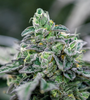 Ice Cream Cake | Feminized | Cannabis Seeds