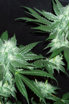 Italian Ice  | Feminized  | Cannabis Seeds