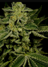 Amsterdam Mix Cannabis Seeds | Dutch Classics Collection  | Cannabis Seeds