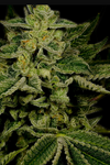 Jack Herer  | Feminized  | Cannabis Seeds