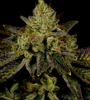 Juicy Fruit | Feminized | Seeds