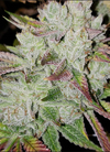 Khalifa Kush  | Feminized |Cannabis Seeds