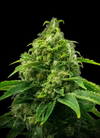 Kimbo Kush  | Feminized |Cannabis Seeds