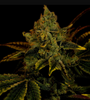 King Louis |  Autoflower | Cannabis Seeds