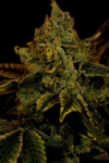 King Louis | Feminized | Cannabis Seeds